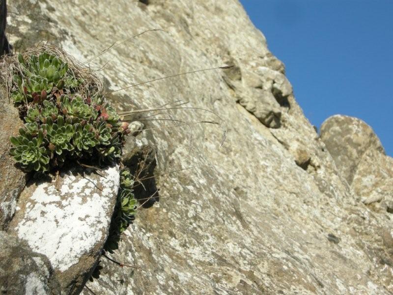 Saxifraga paniculata / sassifraga alpina